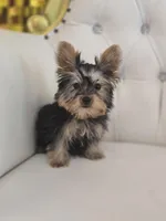 Dude, a male Yorkshire Terrier for sale in Forney, TX – Photo 1 of 4