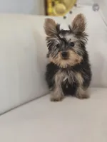 Dude, a male Yorkshire Terrier for sale in Forney, TX – Photo 3 of 4