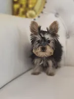 Dude, a male Yorkshire Terrier for sale in Forney, TX – Photo 2 of 4