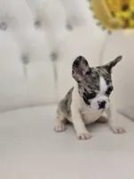 Bumpy, a female French Bulldog for sale in Forney, TX – 4 of 6