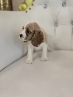 Sadie, a female Cocker Spaniel for sale in Forney, TX – 3 of 4