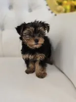 Daisy, a female Yorkshire Terrier for sale in Forney, TX – 4 of 5