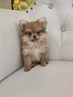 Miles, a male Pomeranian for sale in Forney, TX – 4 of 4