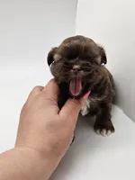 Einstein, a male Shih Tzu for sale in Forney, TX – 3 of 3