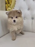 Buddy, a male Pomeranian for sale in Forney, TX – 3 of 4