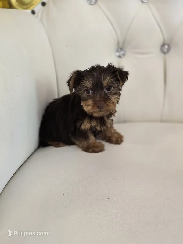Reese  – Yorkshire Terrier puppy for sale in Forney, TX