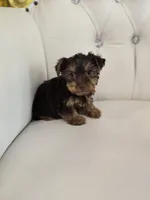 Reese , a female Yorkshire Terrier for sale in Forney, TX – 1 of 5