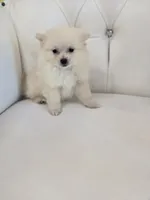 Princess, a female Pomeranian for sale in Forney, TX – 4 of 5