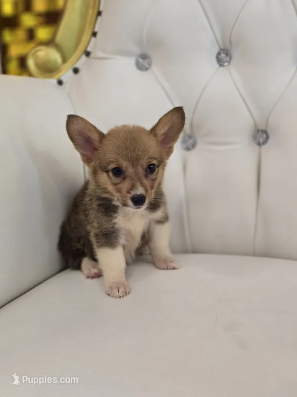 Stump – Pembroke Welsh Corgi puppy for sale in Forney, TX