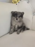 Blue, a female Pomeranian for sale in Forney, TX – 3 of 4