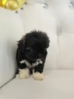 Stacey, a female Shih Tzu for sale in Forney, TX – 3 of 6