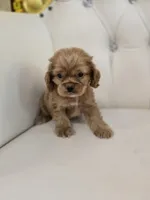Ozzy, a male Cocker Spaniel for sale in Forney, TX – 2 of 5