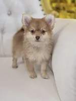 Shelly , a female Pomeranian for sale in Forney, TX – 1 of 4