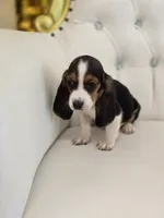 Bailey, a male Basset Hound for sale in Forney, TX – 3 of 6