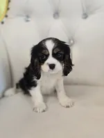 Charlie Brown, a male Cocker Spaniel for sale in Forney, TX – 2 of 4