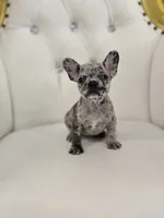 Spots, a female French Bulldog for sale in Forney, TX – 3 of 5