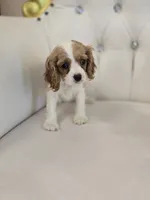 Sadie, a female Cocker Spaniel for sale in Forney, TX – 4 of 4