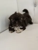 Hershey, a male Shih Tzu for sale in Forney, TX – 5 of 5
