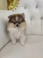 Macy, a female Pomeranian for sale in Forney, TX – 3 of 5