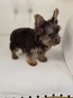 Reese , a female Yorkshire Terrier for sale in Forney, TX – 5 of 6