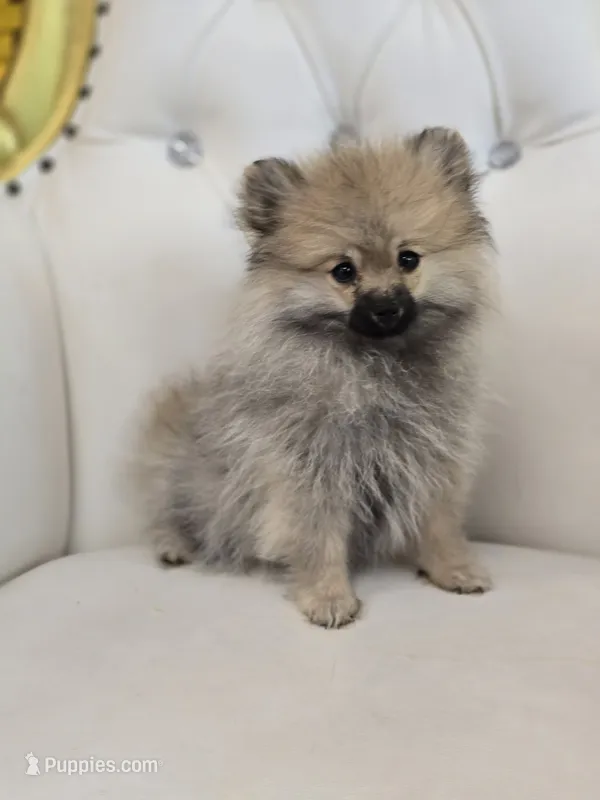 Teddy – Pomeranian puppy for sale in Forney, TX