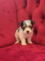 Parti Boy, a male Yorkshire Terrier for sale in Forney, TX – Photo 2 of 4