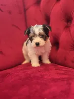 Parti Boy, a male Yorkshire Terrier for sale in Forney, TX – Photo 3 of 4