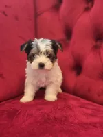 Parti Boy, a male Yorkshire Terrier for sale in Forney, TX – Photo 1 of 4