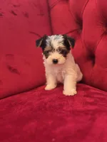 Parti Boy, a male Yorkshire Terrier for sale in Forney, TX – Photo 4 of 4