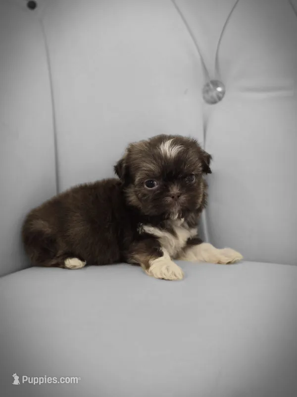 Sadie – Shih Tzu puppy for sale in Forney, TX
