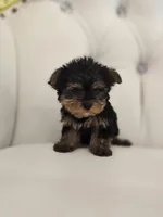 Tiny Sue, a female Yorkshire Terrier for sale in Forney, TX – Photo 2 of 4