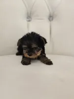 Tiny Sue, a female Yorkshire Terrier for sale in Forney, TX – Photo 4 of 4