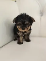 Tiny Sue, a female Yorkshire Terrier for sale in Forney, TX – Photo 3 of 4