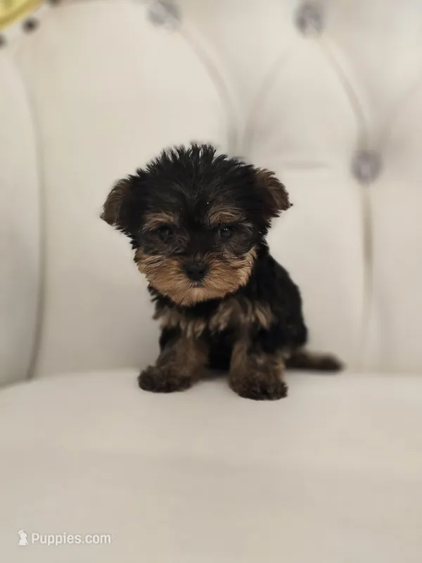 Tiny Sue – Yorkshire Terrier puppy for sale in Forney, TX