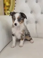 Austin, a male Miniature Australian Shepherd for sale in Forney, TX – 5 of 6