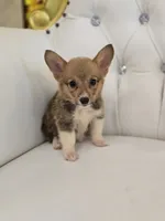 Stump, a male Pembroke Welsh Corgi for sale in Forney, TX – 2 of 5