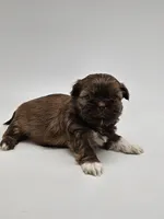 Precious , a female Shih Tzu for sale in Forney, TX – 3 of 3