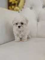 Snowflake , a female Maltese for sale in Forney, TX – Photo 2 of 5