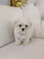 Snowflake , a female Maltese for sale in Forney, TX – Photo 4 of 5