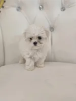 Snowflake , a female Maltese for sale in Forney, TX – Photo 5 of 5