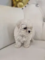 Snowflake , a female Maltese for sale in Forney, TX – Photo 3 of 5