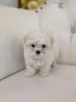 Snowflake , a female Maltese for sale in Forney, TX – Photo 1 of 5