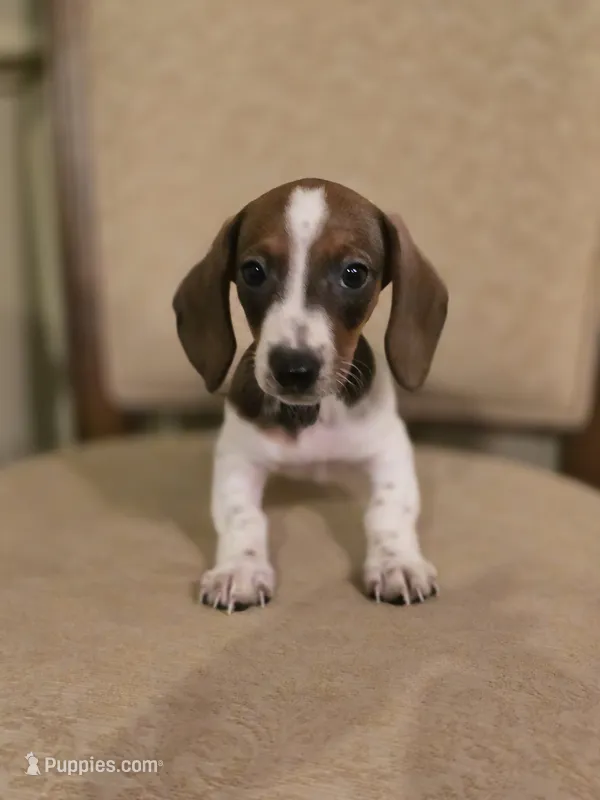 Pebbles – Miniature Dachshund puppy for sale in Forney, TX