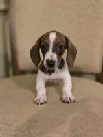 Pebbles, a female Miniature Dachshund for sale in Forney, TX – 1 of 5