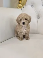 Blondie, a male Poodle - Toy  for sale in Forney, TX – 4 of 6