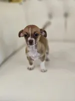 Raine, a female Chihuahua for sale in Forney, TX – 4 of 4
