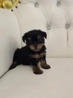 Danny, a male Yorkshire Terrier for sale in Forney, TX – 7 of 7