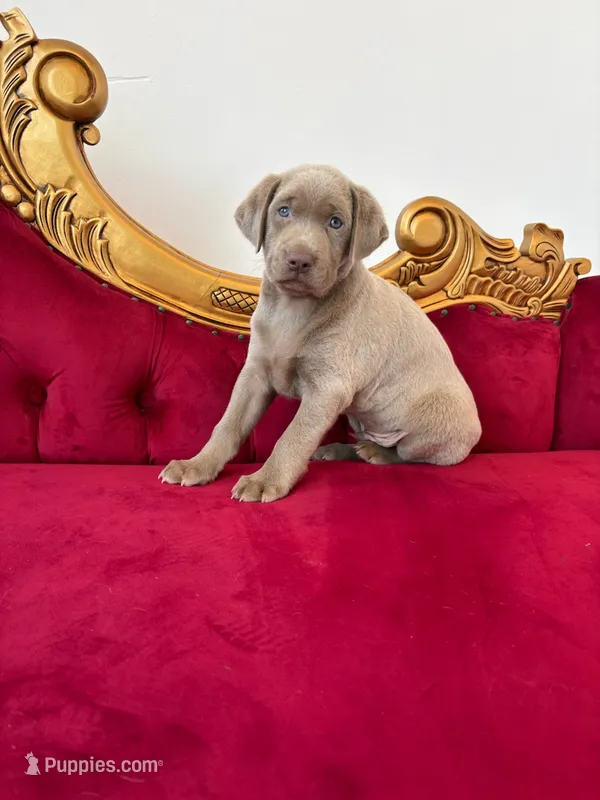 Max – Labrador Retriever puppy for sale in Forney, TX