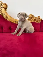 Max, a male Labrador Retriever for sale in Forney, TX – 1 of 2