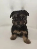 Darla, a female Yorkshire Terrier for sale in Forney, TX – 5 of 5